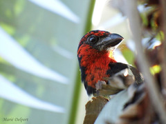 Lybius torquatus torquatus