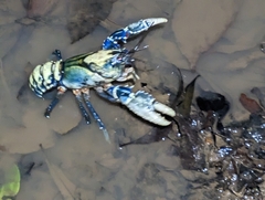 Euastacus sulcatus