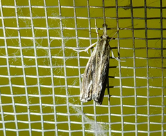 Catoptria verellus
