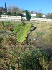 Alnus glutinosa barbata