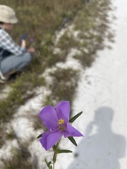 Osbeckia chinensis