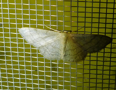 Idaea deversaria