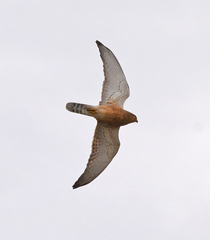Falco rupicoloides