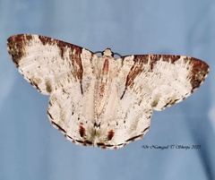 Pachyodes haemataria