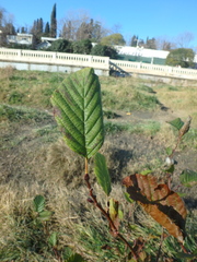 Alnus glutinosa barbata