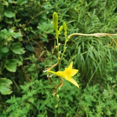 Hemerocallis citrina