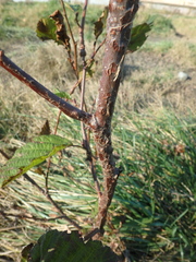 Alnus glutinosa barbata