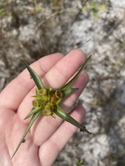 Osbeckia chinensis