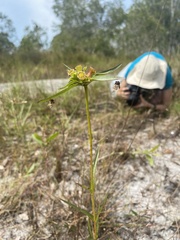 Osbeckia chinensis