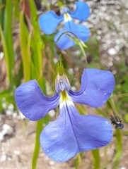 Lobelia tenuior