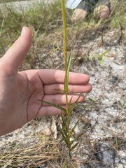 Osbeckia chinensis