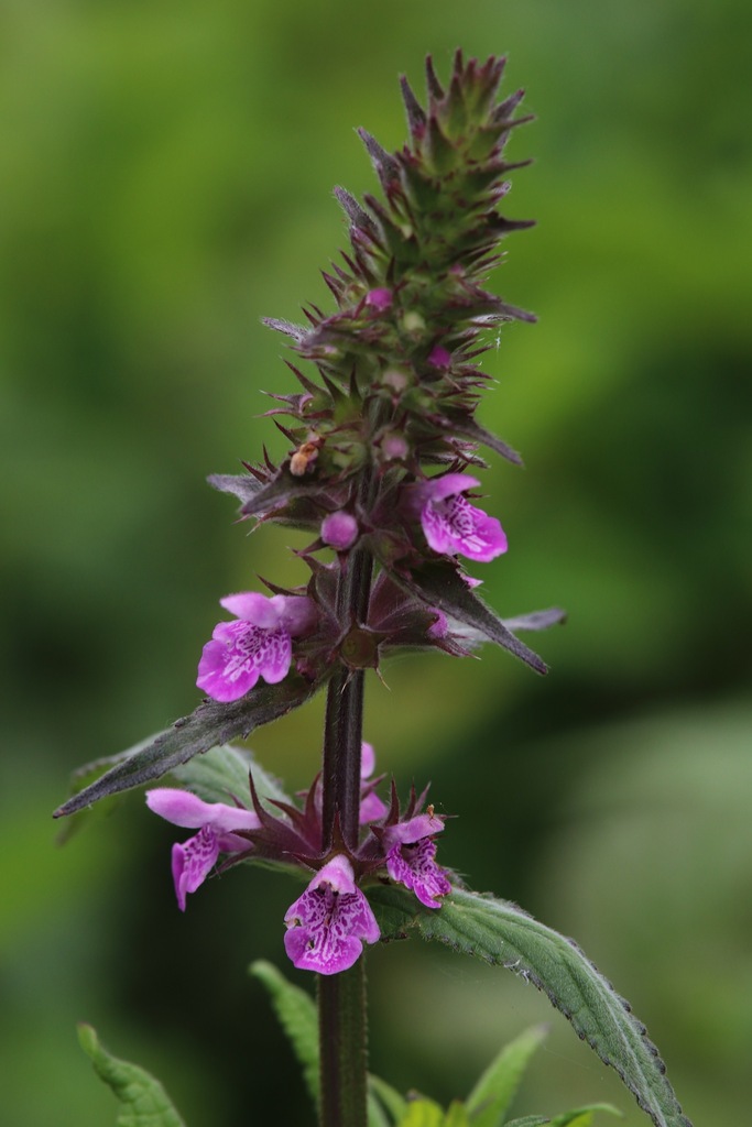 Marsh woundwort