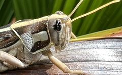 Cyrtacanthacris tatarica