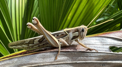 Cyrtacanthacris tatarica