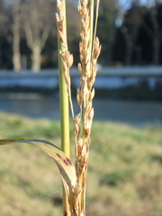 Sorghum halepense