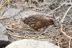 Zenaida galapagoensis