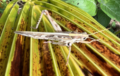 Cyrtacanthacris tatarica