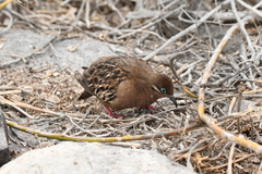 Zenaida galapagoensis