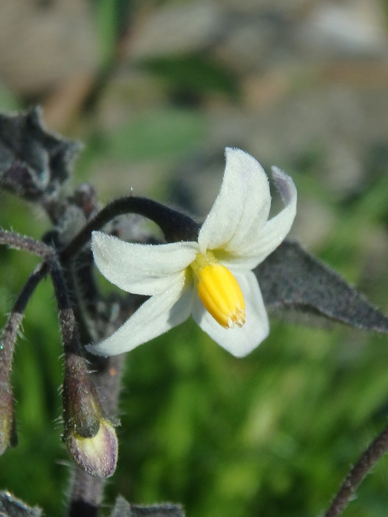 Solanum nigrum