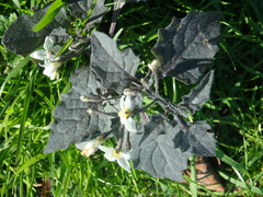 Solanum nigrum
