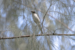 Pericrocotus cantonensis