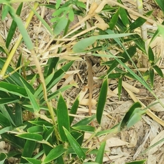 Takydromus septentrionalis