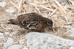 Zenaida galapagoensis