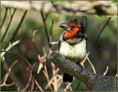 Lybius torquatus torquatus