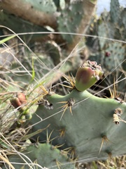 Opuntia stricta