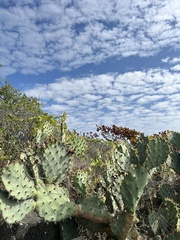 Opuntia stricta