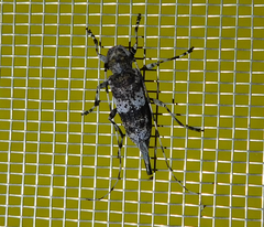 Acanthocinus griseus