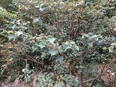 Mallotus paniculatus formosanus