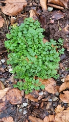 Cardamine flexuosa