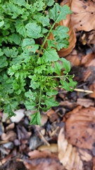 Cardamine flexuosa