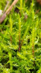 Calliergonella cuspidata