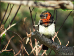 Lybius torquatus torquatus