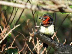 Lybius torquatus torquatus