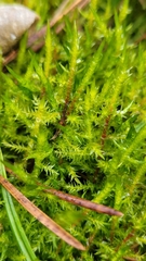 Calliergonella cuspidata
