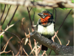 Lybius torquatus torquatus