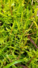 Calliergonella cuspidata