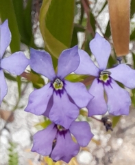 Isotoma