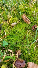 Calliergonella cuspidata