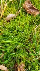 Calliergonella cuspidata