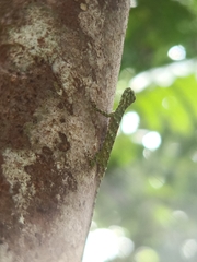 Draco quinquefasciatus