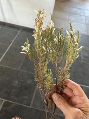 Erica perspicua