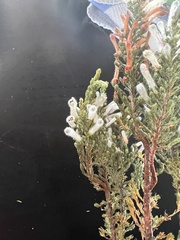 Erica perspicua