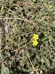 Tribulus taiwanense