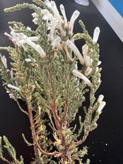 Erica perspicua