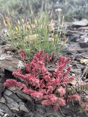 Crassula capitella