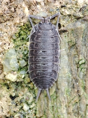 Porcellio novus